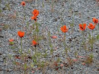 Papaver argemone 28, Ruige klaproos, Saxifraga-Ed Stikvoort