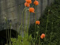 Papaver dubium 1, Bleke klaproos, Saxifraga-Marijke Verhagen