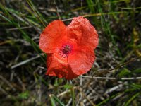 Papaver dubium 11, Bleke klaproos, Saxifraga-Ed Stikvoort