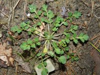 Papaver dubium 12, Bleke klaproos, Saxifraga-Rutger Barendse