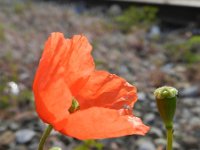 Papaver dubium 13, Bleke klaproos, Saxifraga-Rutger Barendse