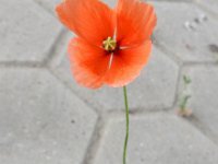 Papaver dubium 18, Bleke klaproos, Saxifraga-Ed Stikvoort