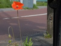 Papaver dubium 19, Bleke klaproos, Saxifraga-Ed Stikvoort