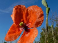 Papaver dubium 20, Bleke klaproos, Saxifraga-Ed Stikvoort