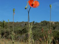 Papaver dubium 21, Bleke klaproos, Saxifraga-Ed Stikvoort