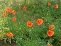 Papaver dubium 22, Bleke klaproos, Saxifraga-Ed Stikvoort