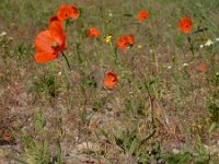 Papaver dubium 23, Bleke klaproos, Saxifraga-Ed Stikvoort