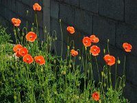 Papaver dubium 27, Bleke klaproos, Saxifraga-Ed Stikvoort