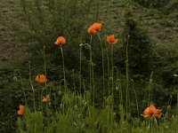 Papaver dubium 3, Bleke klaproos, Saxifraga-Marijke Verhagen