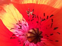 Papaver dubium 6, Bleke klaproos, Saxifraga-Frank Dorsman  Papaver dubium Bredevoort 100811