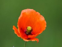 Papaver dubium 8, Bleke klaproos, Saxifraga- Bart Vastenhouw