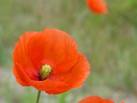 Papaver dubium 9, Bleke klaproos, Saxifraga-Ed Stikvoort