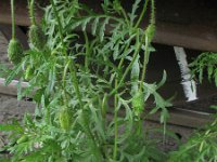 Papaver dubium ssp lecoqii 16, Saxifraga-Rutger Barendse