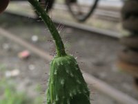 Papaver dubium ssp lecoqii 17, Saxifraga-Rutger Barendse