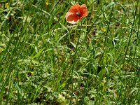 Papaver dubium ssp lecoqii 5, Saxifraga-Jan van der Straaten