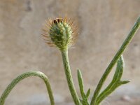 Papaver hybridum 2, Stijfharige klaproos, Saxifraga-Ed Stikvoort : Faro