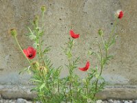 Papaver hybridum 3, Stijfharige klaproos, Saxifraga-Ed Stikvoort : Faro