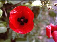 Papaver hybridum 4, Stijfharige klaproos, Saxifraga-Rutger Barendse