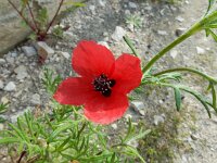 Papaver hybridum 5, Stijfharige klaproos, Saxifraga-Ed Stikvoort : Faro