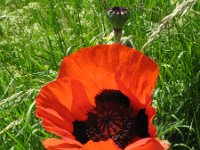 Papaver setiferum 13, Oosterse klaproos, Saxifraga-Rutger Barendse