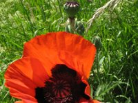 Papaver setiferum 14, Oosterse klaproos, Saxifraga-Rutger Barendse