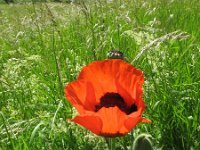 Papaver setiferum 15, Oosterse klaproos, Saxifraga-Rutger Barendse