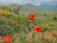 Papaver setiferum 17, Oosterse klaproos, Saxifraga-Ed Stikvoort