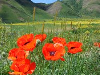 Papaver setiferum 8, Oosterse klaproos, Saxifraga-Ed Stikvoort