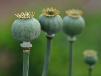 Papaver somniferum 38, Slaapbol, Saxifraga-Tom Heijnen