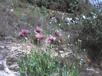 Papaver somniferum 1, Slaapbol, Saxifraga-Jan van der Straten