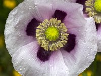 Flower of Opium Poppy (Papaver somniferum) covered with raindrops  Flower of Opium Poppy (Papaver somniferum) covered with raindrops : flower, flora, floral, nature, natural, growth, spring, springtime, beauty in nature, summer, summertime, petal, petals, outside, outdoor, nobody, no people, single flower, in flower, flowering, in bloom, opium poppy, poppy, papaver, Papaver somniferum, pistil, stamen, stamens, closeup, macro, plant, vascular plant, rain, drops, freshness, raindrops, white, purple