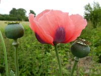 Papaver somniferum 12, Slaapbol, Saxifraga-Rutger Barendse