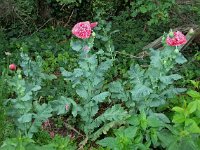 Papaver somniferum 16, Slaapbol, Saxifraga-Ab H Baas