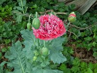 Papaver somniferum 17, Slaapbol, Saxifraga-Ab H Baas