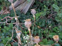 Papaver somniferum 18, Slaapbol, Saxifraga-Ab H Baas