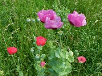 Papaver somniferum 19, Slaapbol, Saxifraga-Ed Stikvoort