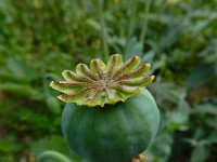 Papaver somniferum 22, Slaapbol, Saxifraga-Ed Stikvoort