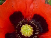 Papaver somniferum 23, Slaapbol, Saxifraga-Ed Stikvoort