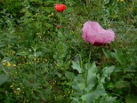 Papaver somniferum 24, Slaapbol, Saxifraga-Ed Stikvoort