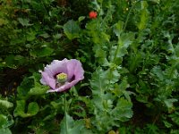 Papaver somniferum 25, Slaapbol, Saxifraga-Ed Stikvoort