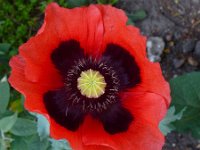 Papaver somniferum 26, Slaapbol, Saxifraga-Ed Stikvoort