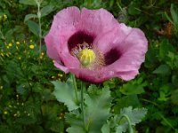 Papaver somniferum 27, Slaapbol, Saxifraga-Ed Stikvoort