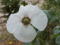 Papaver somniferum 28, Slaapbol, Saxifraga-Willem van Kruijsbergen