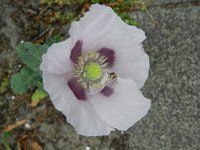 Papaver somniferum 29, Slaapbol, Saxifraga-Rutger Barendse