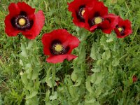 Papaver somniferum 31, Slaapbol, Saxifraga-Ed Stikvoort