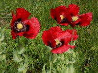 Papaver somniferum 33, Slaapbol, Saxifraga-Ed Stikvoort