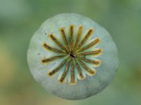 Papaver somniferum 39, Slaapbol, Saxifraga-Tom Heijnen