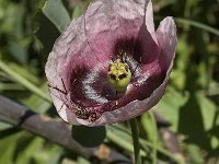 Papaver somniferum 4, Slaapbol, Saxifraga-Jan van der Straaten