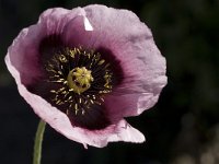 Papaver somniferum 5, Slaapbol, Saxifraga-Willem van Kruijsbergen