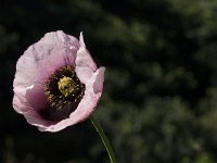 Papaver somniferum 6, Slaapbol, Saxifraga-Jan van der Straaten